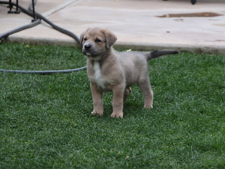 chinook dog